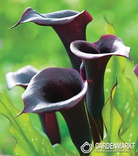 Zantedeschia-Kalla Schwarzwalder 1 szt.