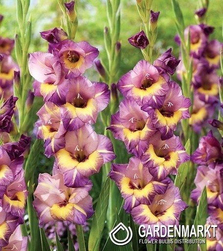 Gladiolus-Mieczyk Joplin 5 szt.