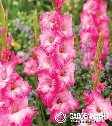 Gladiolus-Mieczyk Violet King 5 szt.