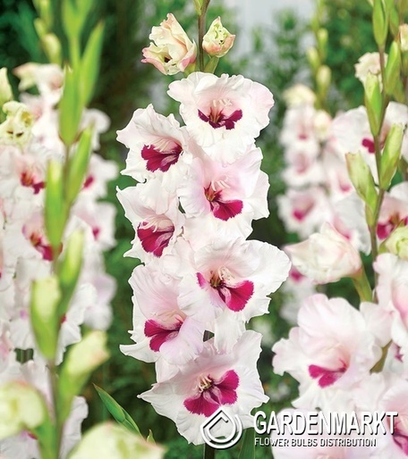 Gladiolus-Mieczyk Cera Corsage 5 szt.