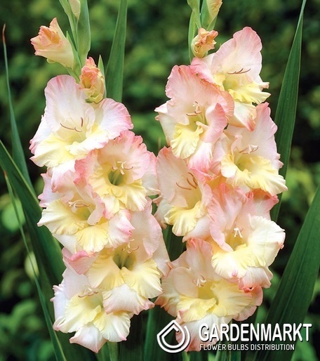 Gladiolus-Mieczyk Cera Stelvio 5 szt.