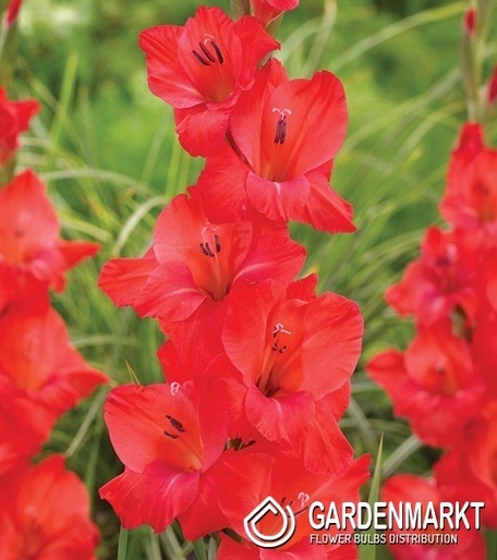 Gladiolus-Mieczyk Berlioz 5 szt.