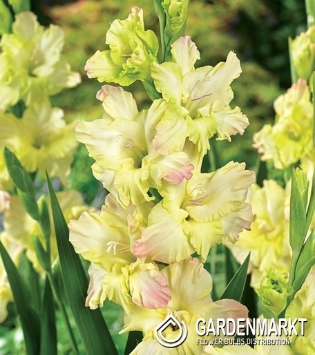Gladiolus-Mieczyk Cera Fearless 5 szt.