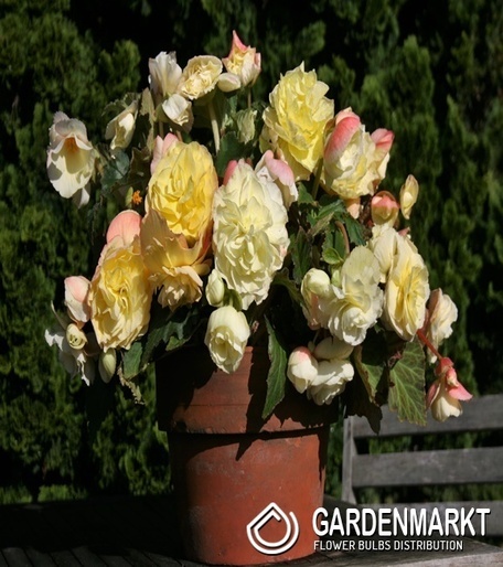 Begonia Hanging Aromantics Yellow 1 szt.