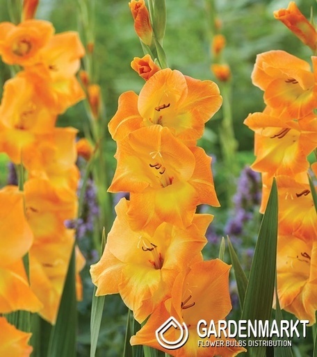 Gladiolus Mieczyk Wielkokwiatowy Cornelli 5 szt.