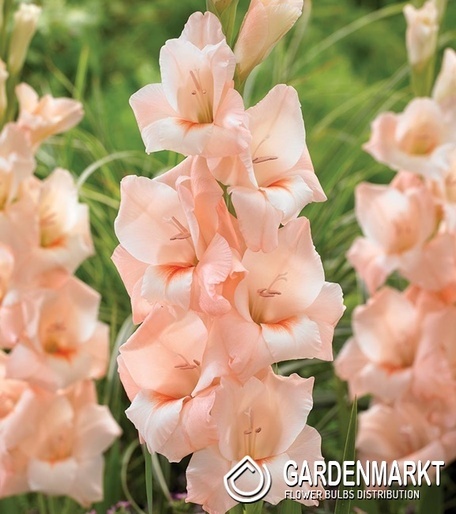 Gladiolus Mieczyk Wielkokwiatowy Rigoletto 5 szt.