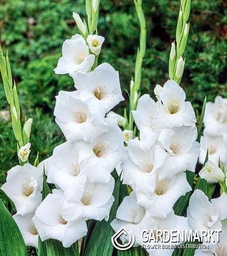 Gladiolus Mieczyk Wielkokwiatowy Ice Master 5 szt.