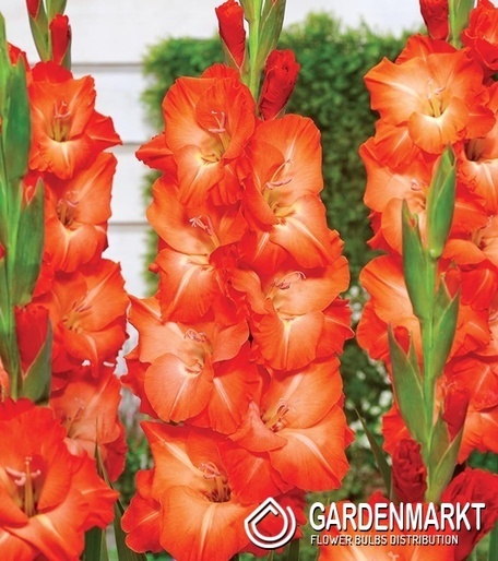 Gladiolus Mieczyk Wielkokwiatowy Salmon Star 5 szt.