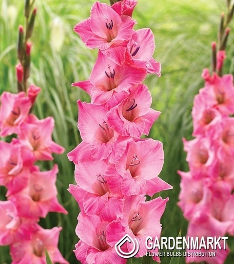 Gladiolus Mieczyk Wielkokwiatowy Julio 5 szt.