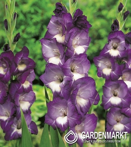 Gladiolus Mieczyk Wielkokwiatowy Deep Purple 5 szt.