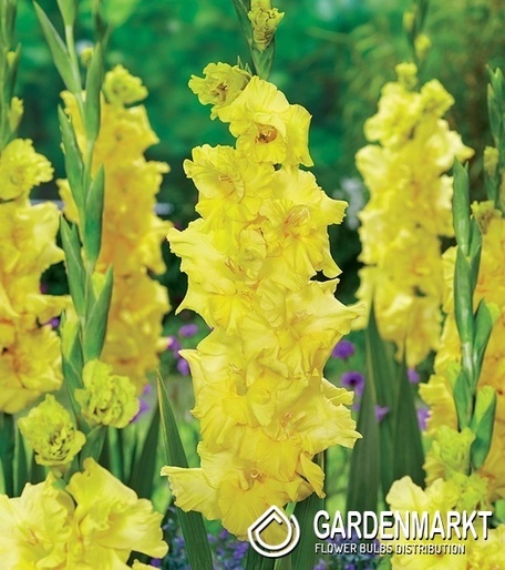Gladiolus Mieczyk Wielkokwiatowy Charisma 5 szt.