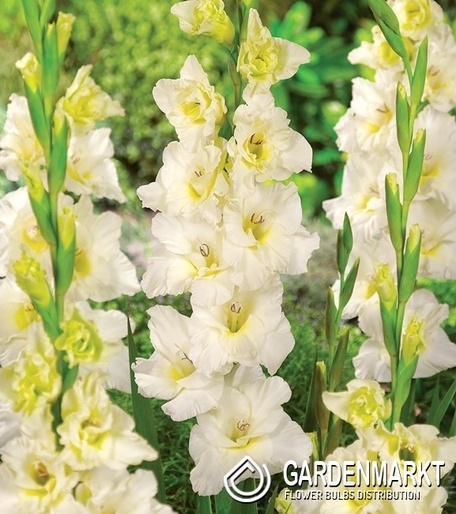 Gladiolus Mieczyk Wielkokwiatowy Ivory Priscilla 5 szt.