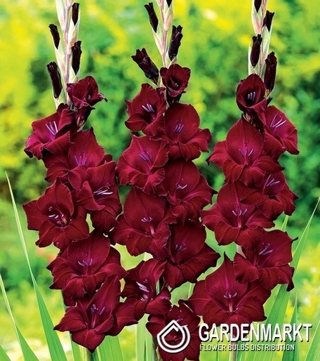 Gladiolus Mieczyk Wielkokwiatowy At Night 5 szt.