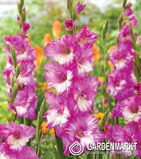 Gladiolus-Mieczyk Cera Corfinio 5 szt.