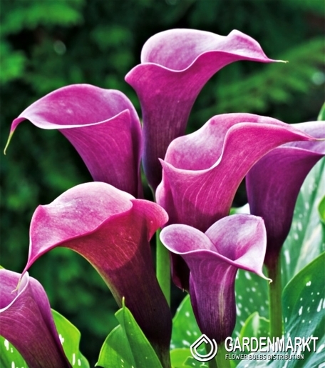 Zantedeschia-Kalla Purple Sensation 1 szt.