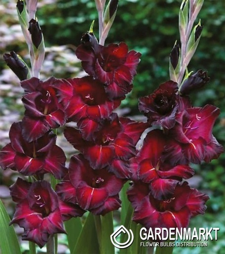 Gladiolus Mieczyk Wielkokwiatowy Back Surprise 5 szt.