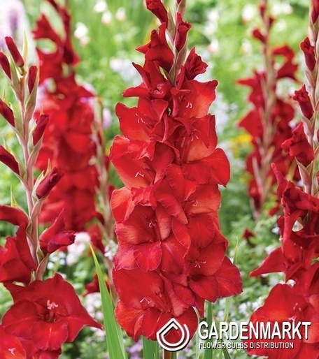 Gladiolus Mieczyk Wielkokwiatowy Joska Bruin 5 szt.