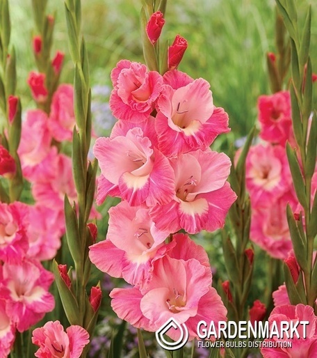 Gladiolus Mieczyk Wielkokwiatowy Cilesta 5 szt.
