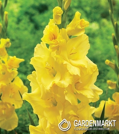 Gladiolus-Mieczyk Yellowa 5 szt.