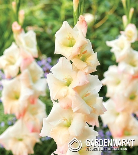 Gladiolus-Mieczyk Careless 5 szt.