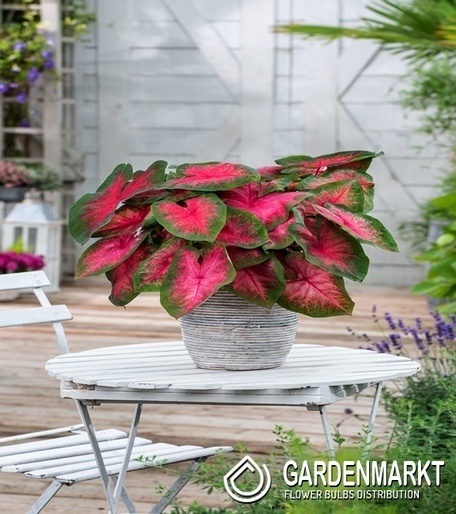 Caladium - Kaladium Wildfire 1 szt.