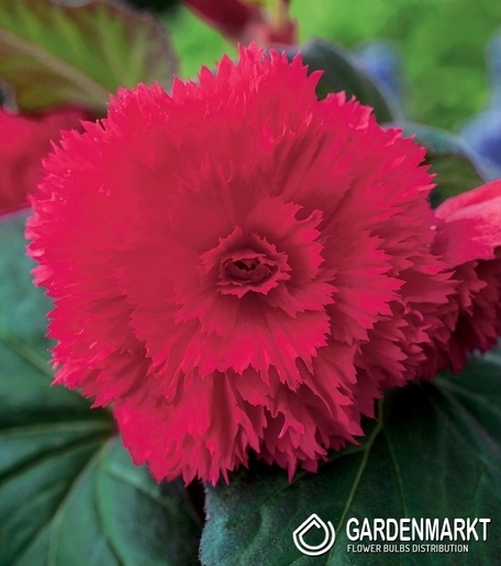 Begonia Strzępiasta Różowa 1 szt.