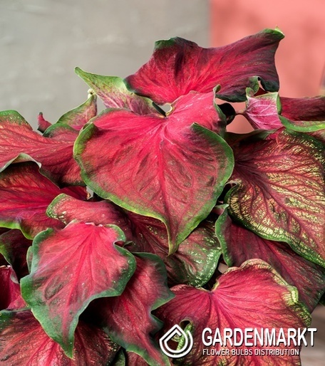 Caladium - Kaladium Salsa 1 szt.