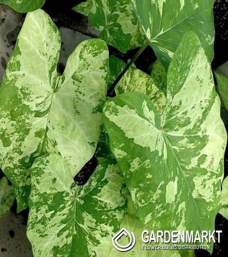 Caladium - Kaladium Frog In A Blender 1 szt.