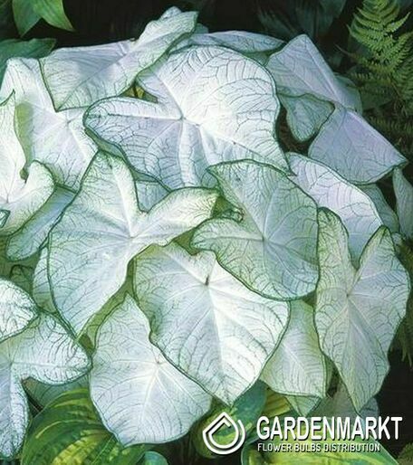 Caladium - Kaladium Florida Moonlight 1 szt.