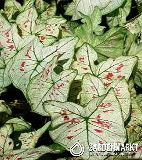 Caladium - Kaladium Strawberry Star 1 szt.