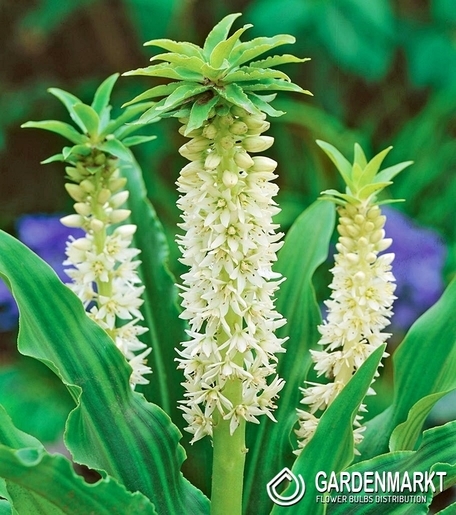 Eucomis Autumnalis 1 szt.