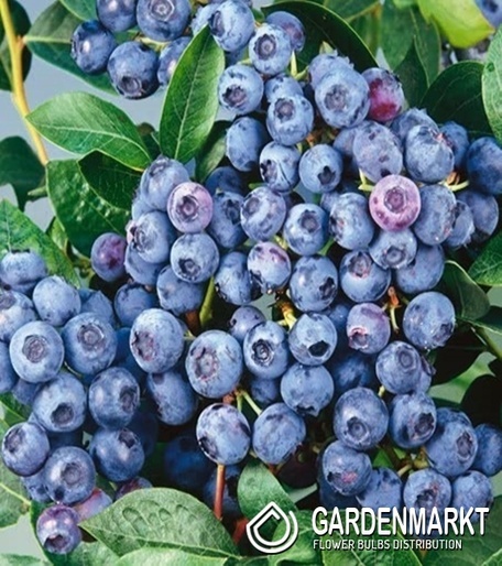 Borówka Bluegold 1 szt.