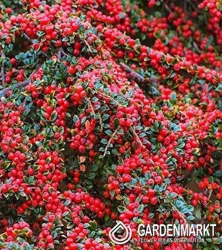 Irga Dammera Coral Beauty 1 szt.