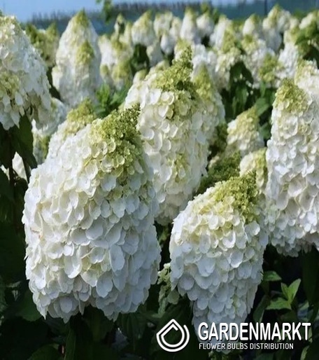 Hortensja Bukietowa Magical Mont Blanc 1 szt.