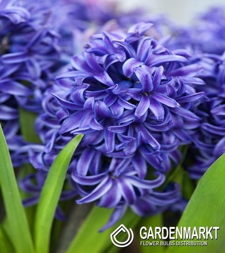 Hyacinthus - Hiacynt Blue Pearl XXL 3 szt.
