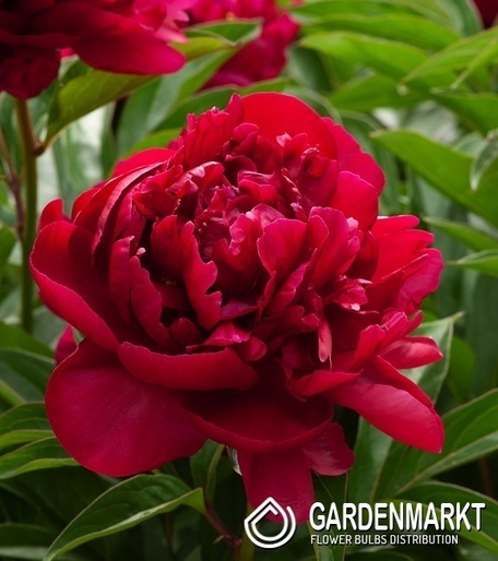 Paeonia - Piwonia Best Man 1 szt.