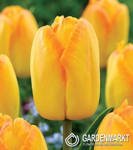 Tulipan Darwina Yellow Pride 5 szt.