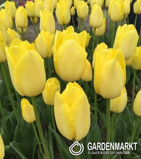 Tulipan Darwina Miller Time 5 szt.