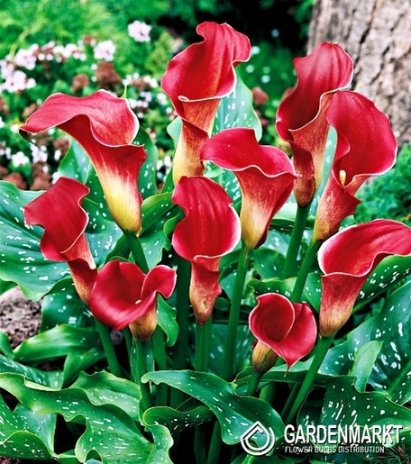 Zantedeschia-Kalla Czerwona 1 szt.