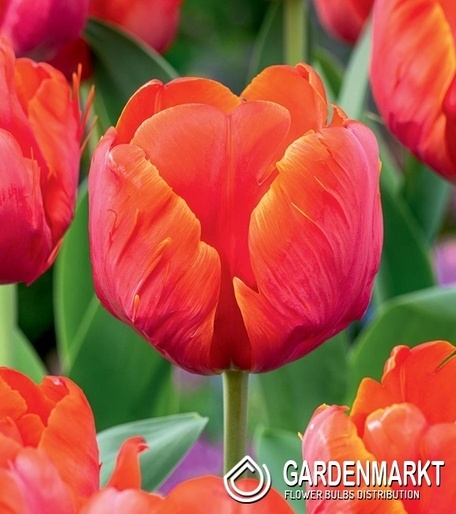 Tulipan Papuzi Ad Rem Parrot 5 szt.