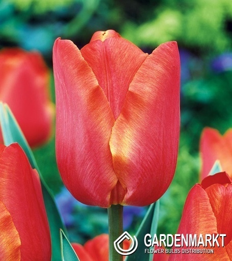 Tulipan Pojedynczy Wczesny Sunbelt 5 szt.