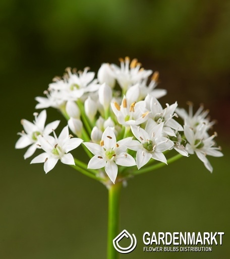 Allium - Czosnek Ozdobny Tuberosum 1 szt.