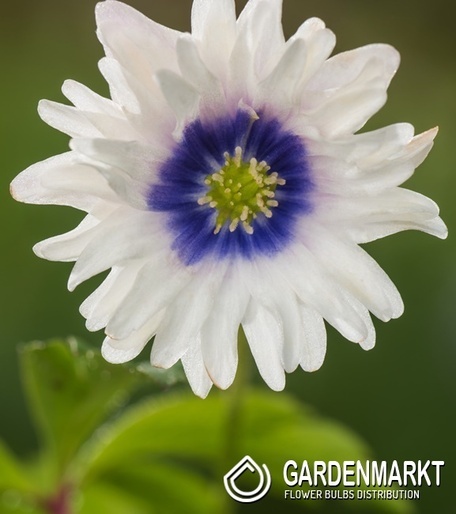 Anemone - Anemon Zawilec Blue Eyes 1 szt.