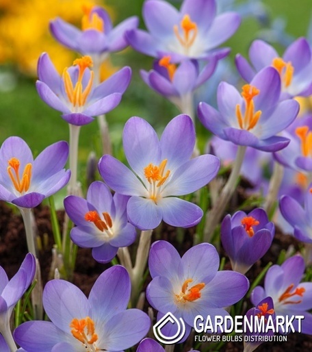 Crocus Scepusiensis - Krokus Wiosenny Spiski 10 szt.