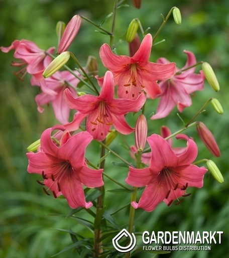 Lilium - Lilia Azjatycka Pink Flight 1 szt.