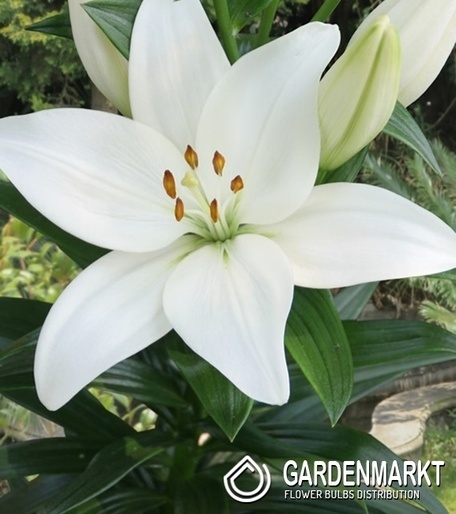 Lilium - Lilia Azjatycka Kent 1 szt.