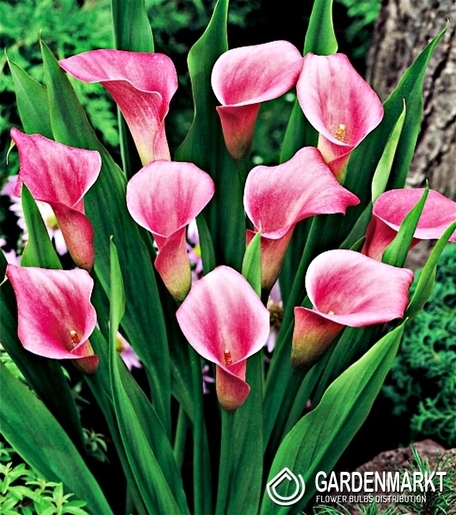 Zantedeschia-Kalla Różowa 1 szt.