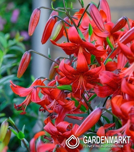 Lilium - Lilia Tygrysia Red Life 1 szt.