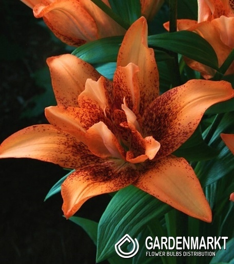 Lilium - Lilia Azjatycka Podwójna Double Love 1 szt.