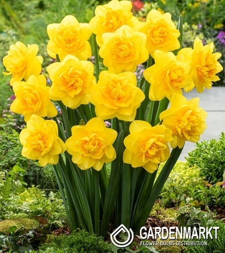 Narcissus - Narcyz Pełny Sherborne 5 szt.